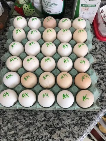 GALINHA SERTANEJA BALÃO - GSB DA AKALU - Foto 2