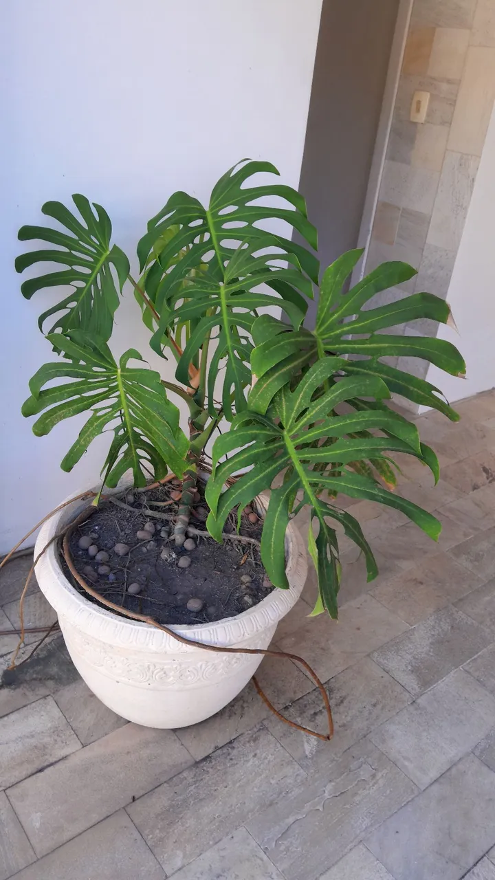 Planta Monstera Deliciosa em Vaso Decorativo