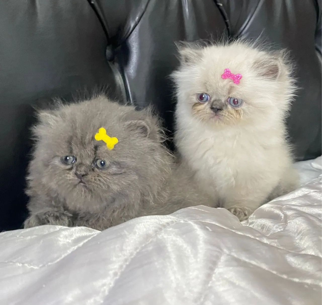 Persa 2 Meses Macho e Fêmea  - Foto 4