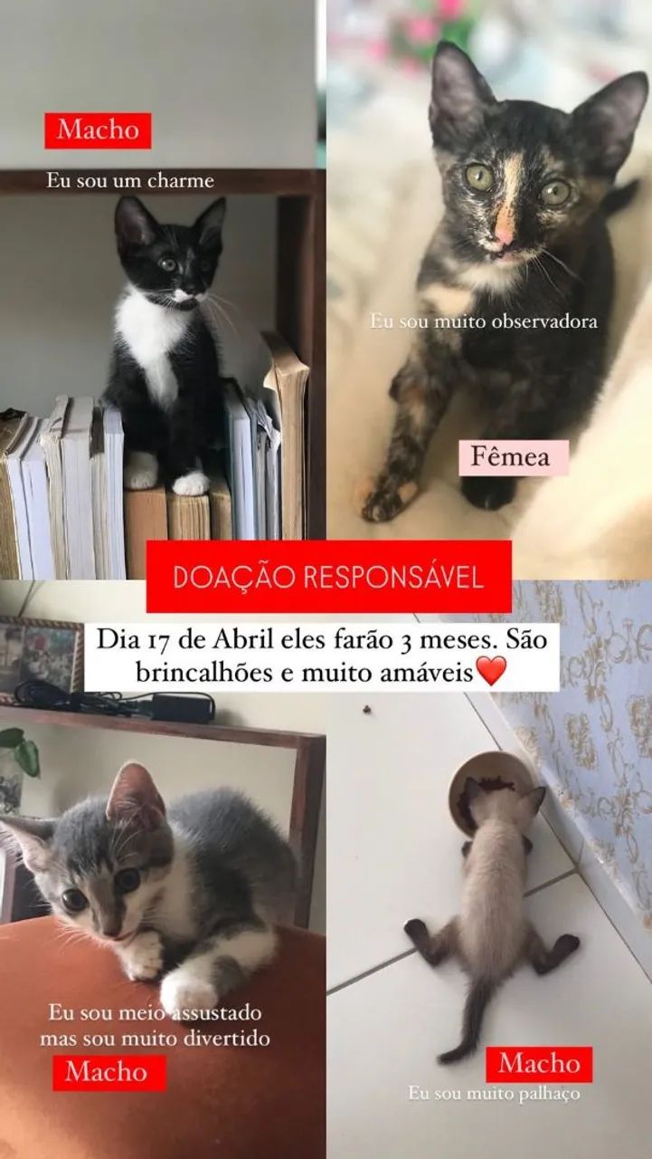 Gatinhos para adoção responsável