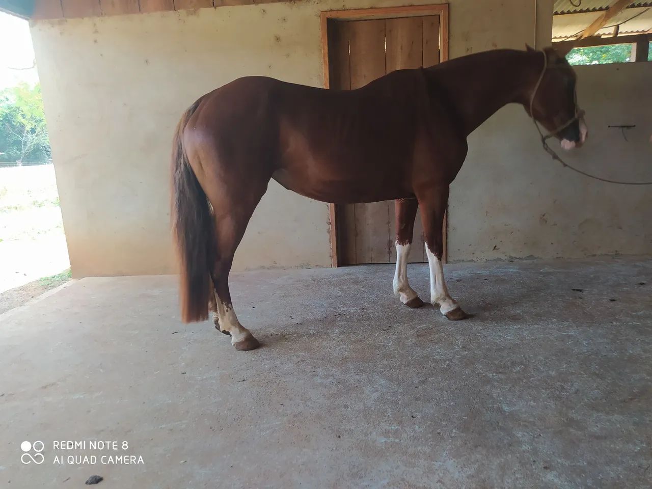 Égua Crioula Tostada Bragada