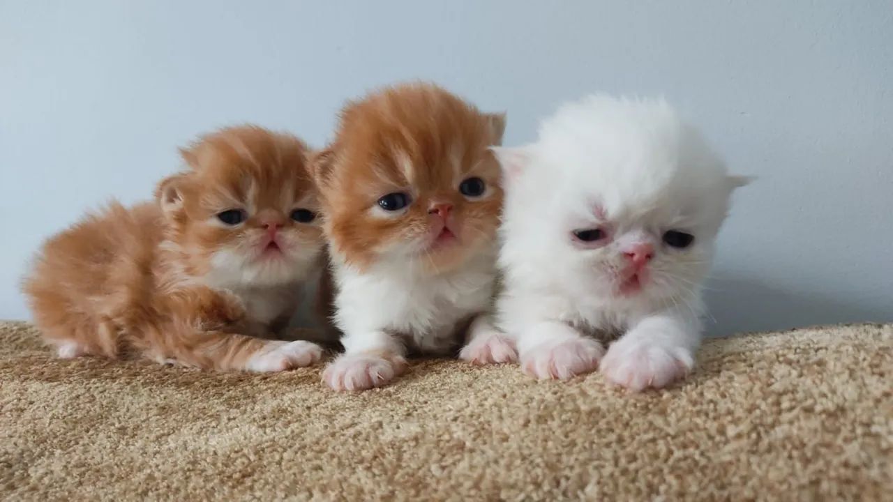 a Persa com Filhotes - Foto 4