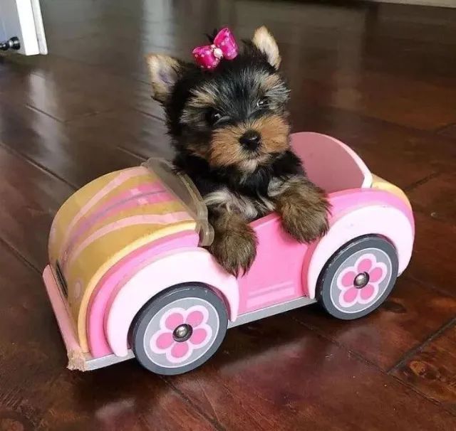 yorkshire-amigo para toda vida