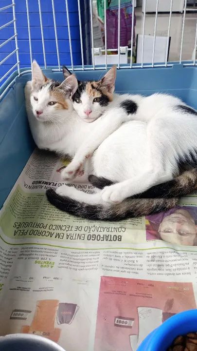 Filhotes com Castração garantida, vermifugadas e com a primeira dose de vacina para adocao