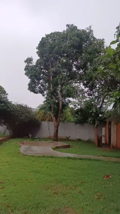 Serviços de poda e retirada de árvores - Foto 6