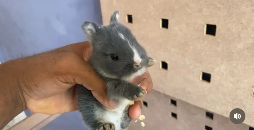 mini coelhos netherland Dwarf coelhos anão menor coelho do mundo - Foto 4