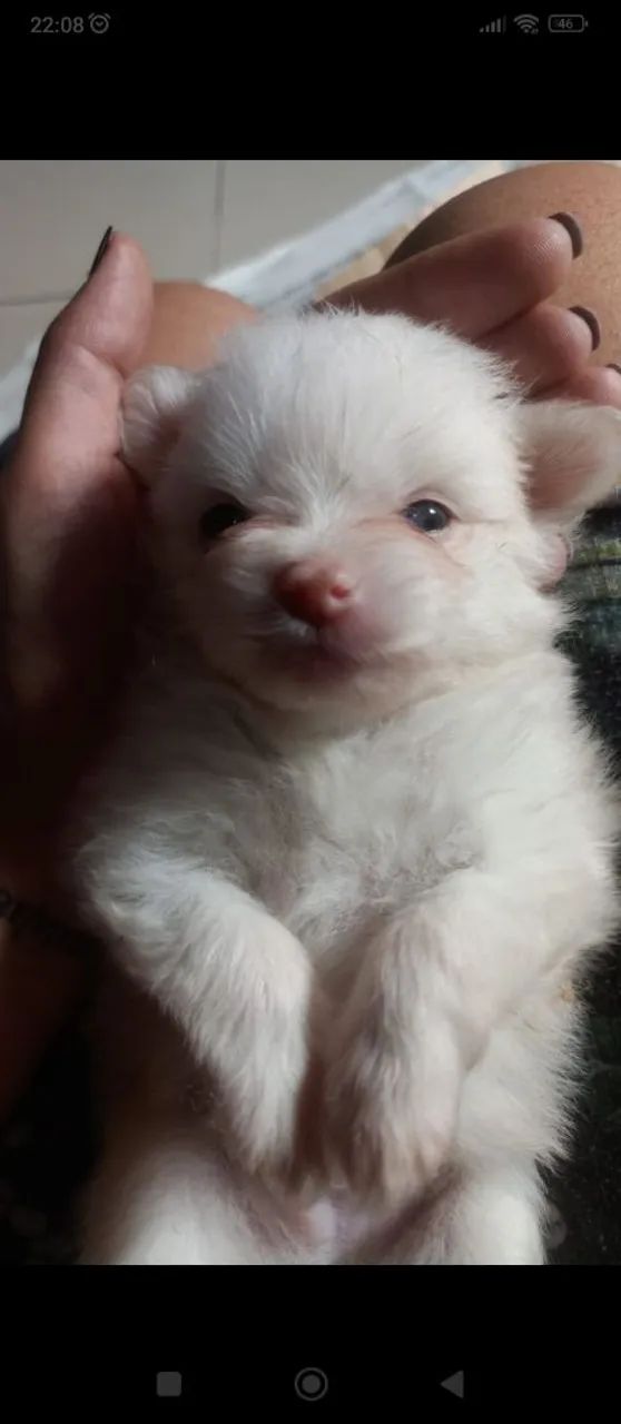 Filhote de lulu da Pomerânia/ Spitz  - Foto 4