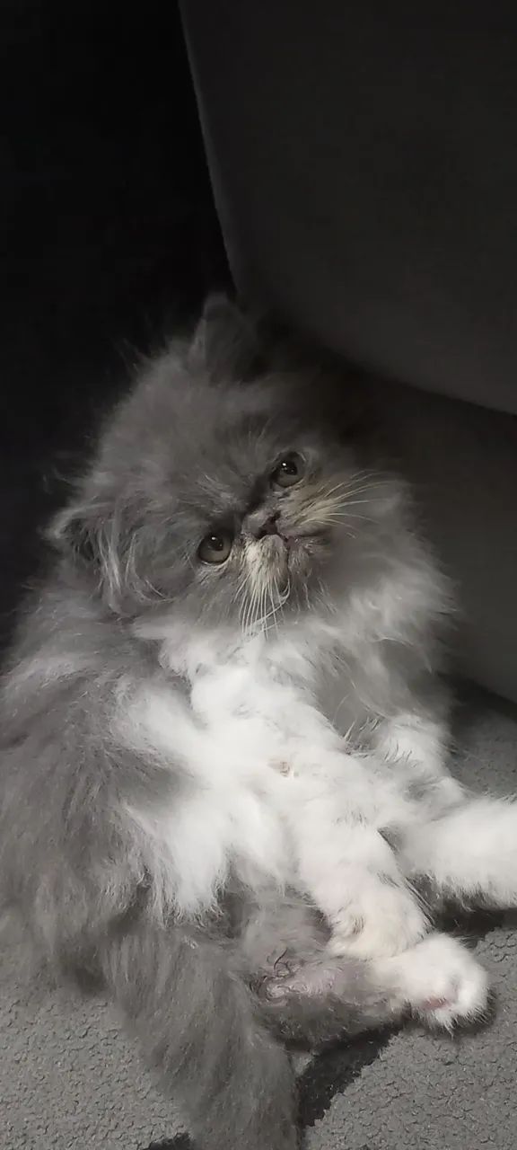 Gatinho persa disponível  - Foto 3