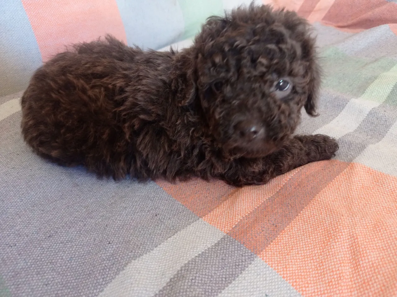 Filhote de Poodle Toy para Vender 