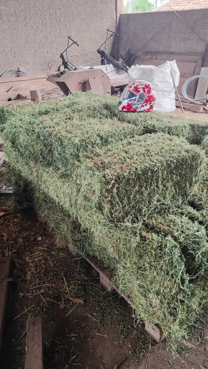 ALFAFA VERDINHA 2,5 R$ O KILO - Foto 3