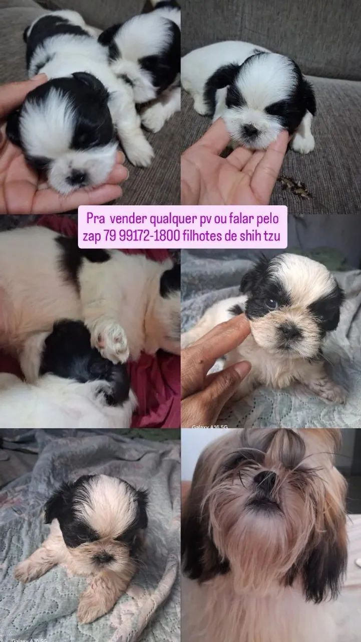 Filhotes Shih Tzu disponíveis