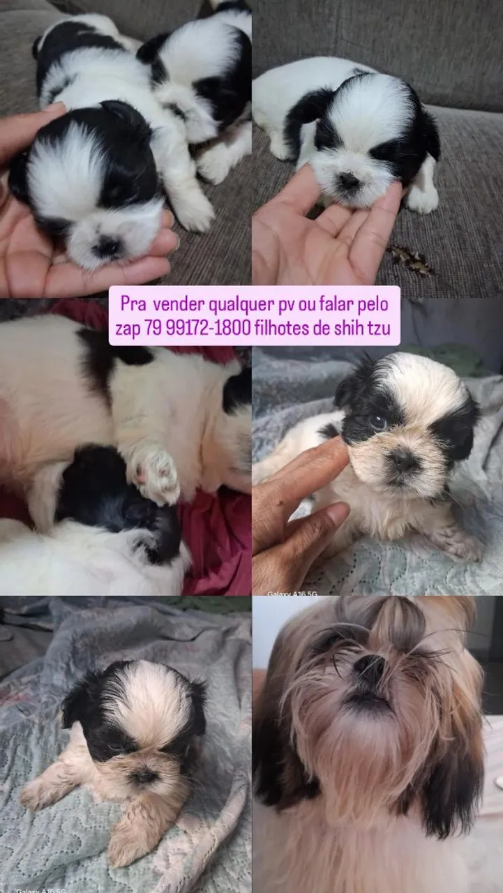 Filhotes Shih Tzu disponíveis