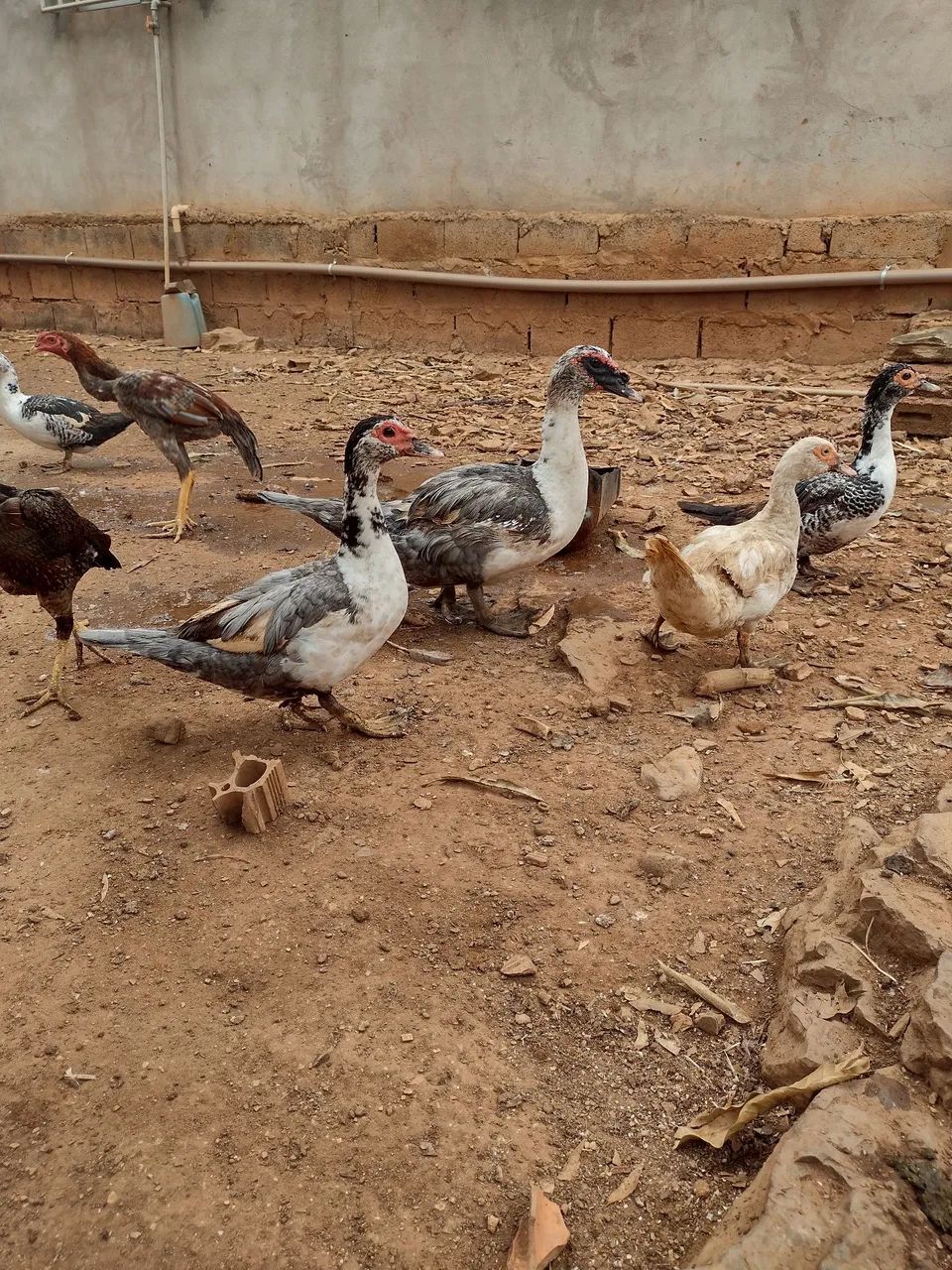 Patos - Foto 3