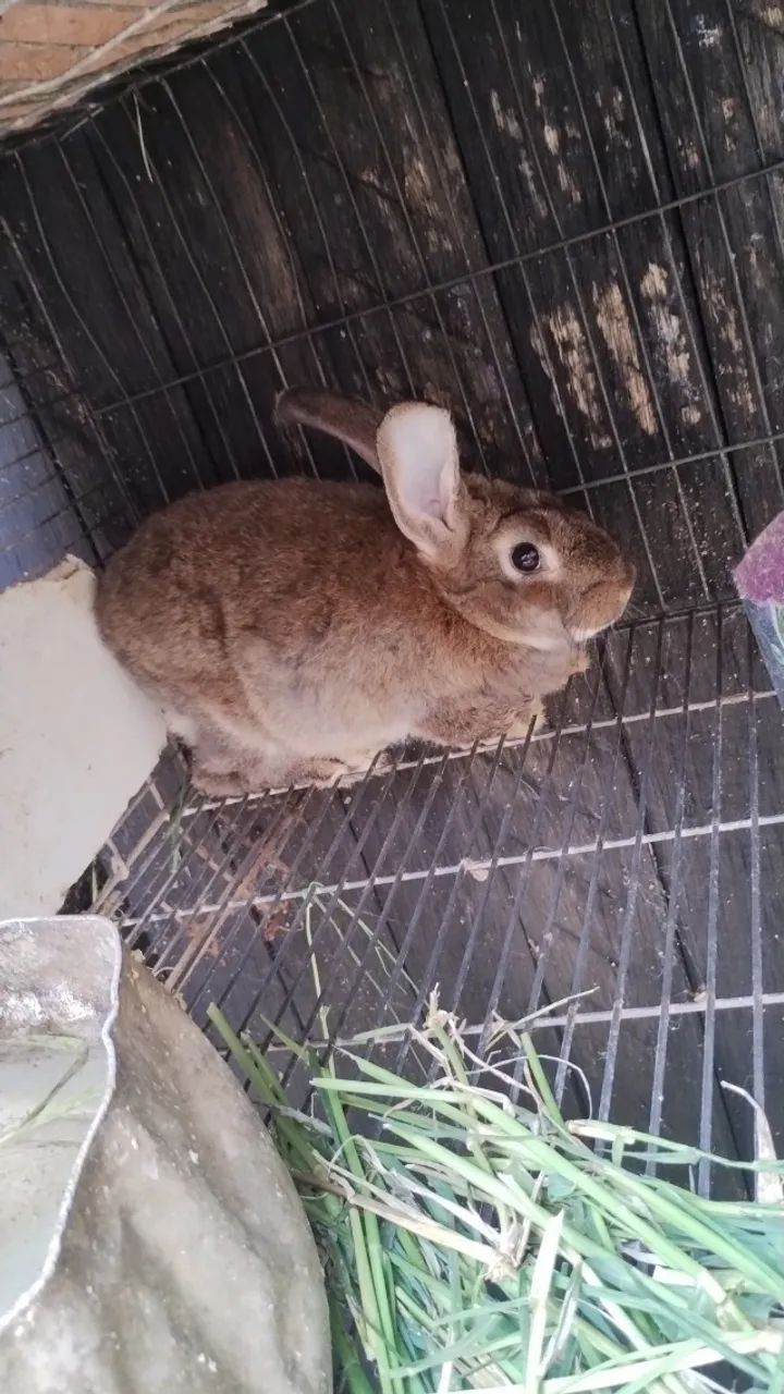 Rabbits64961617265666120