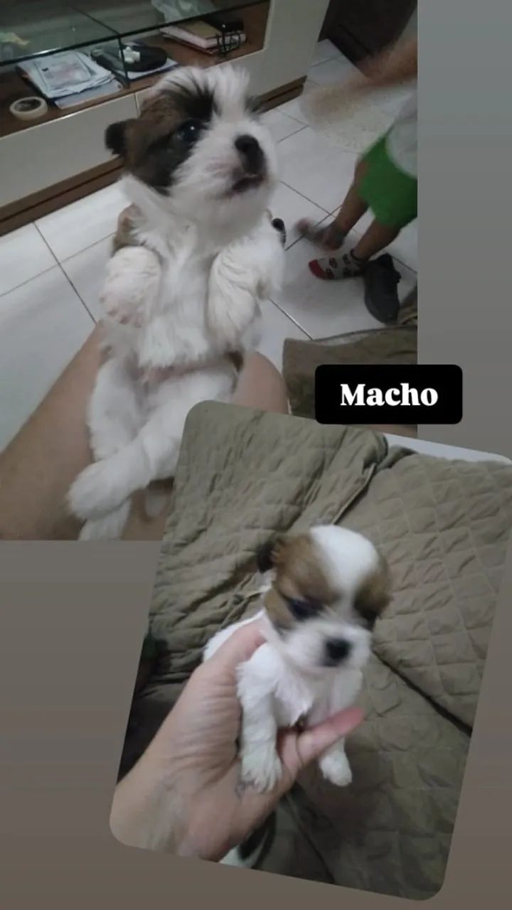 Venda de filhotes de Shih Tzu