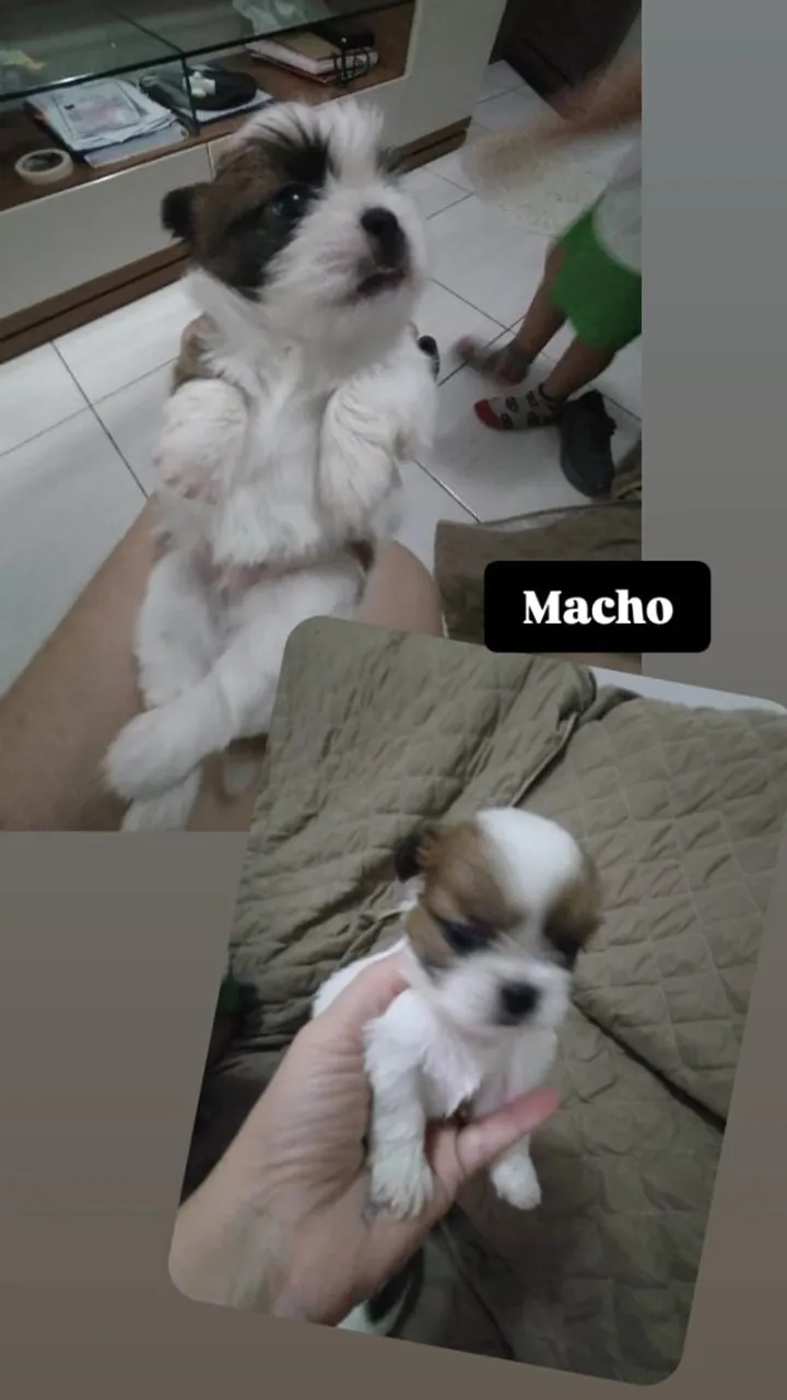 Venda de filhotes de Shih Tzu