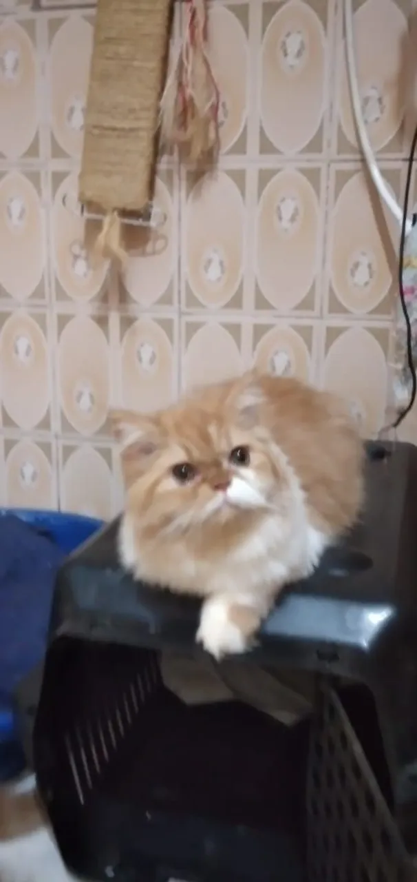 Gato persa