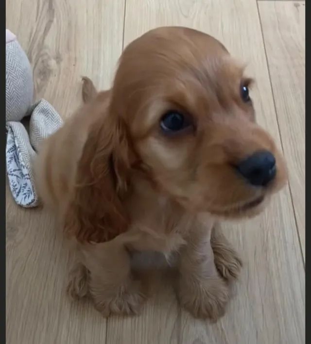 Cocker spaniel jangueiro 