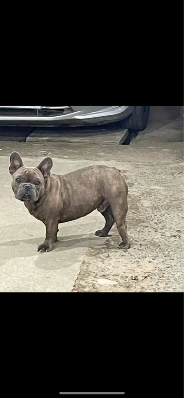 French Bulldog Chainz Most Expensivest Dog Chainz French Bulldogs