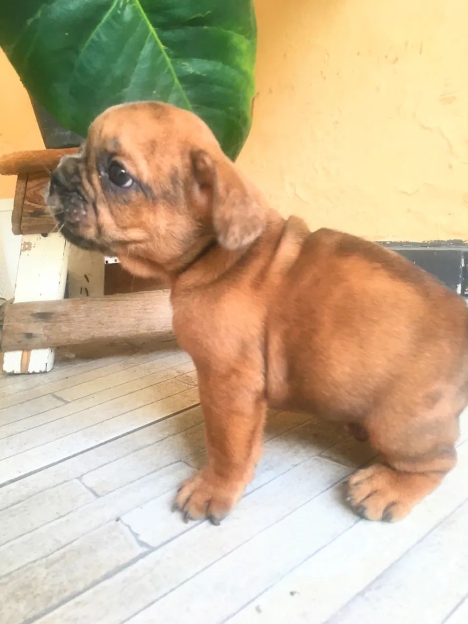Filhote de Bulldogue Francês  - Foto 5