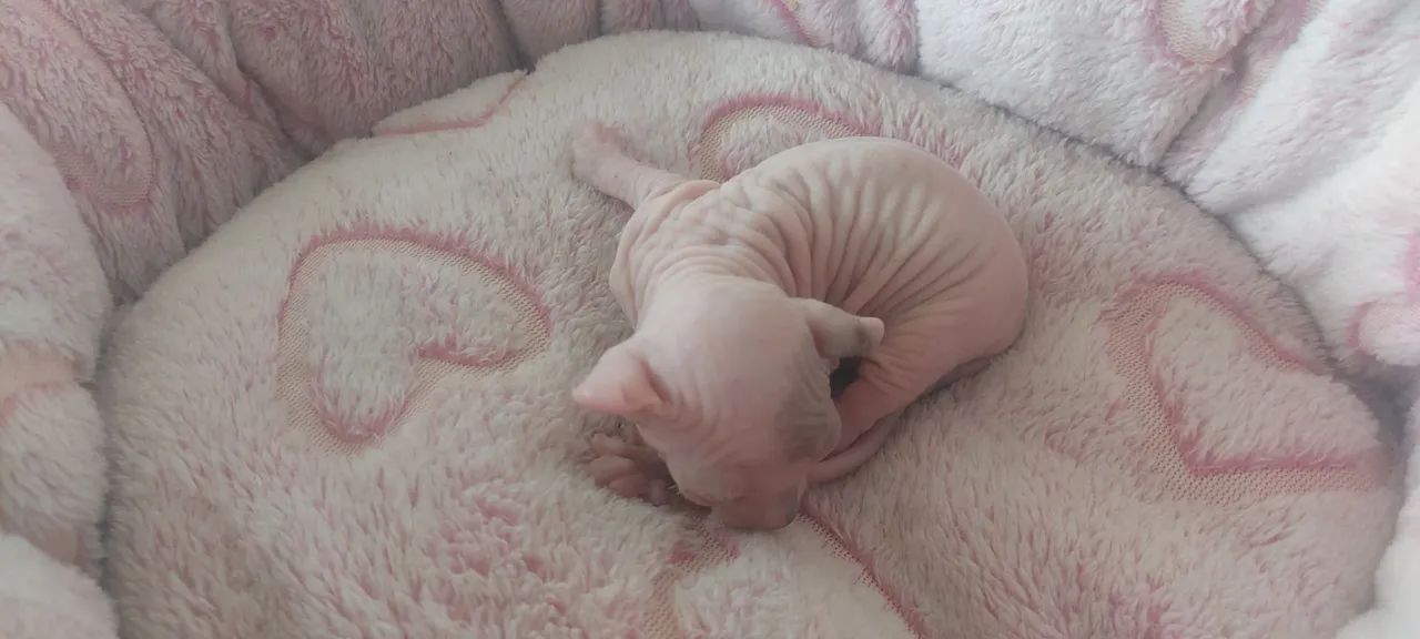 Sphynx e elf Maravilhosos - Foto 3