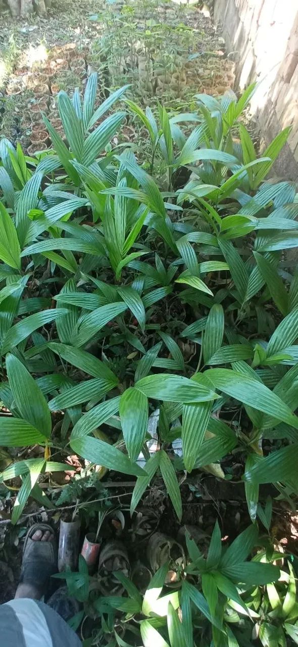Vendo mudas de palmeira areca trianda. - Foto 3