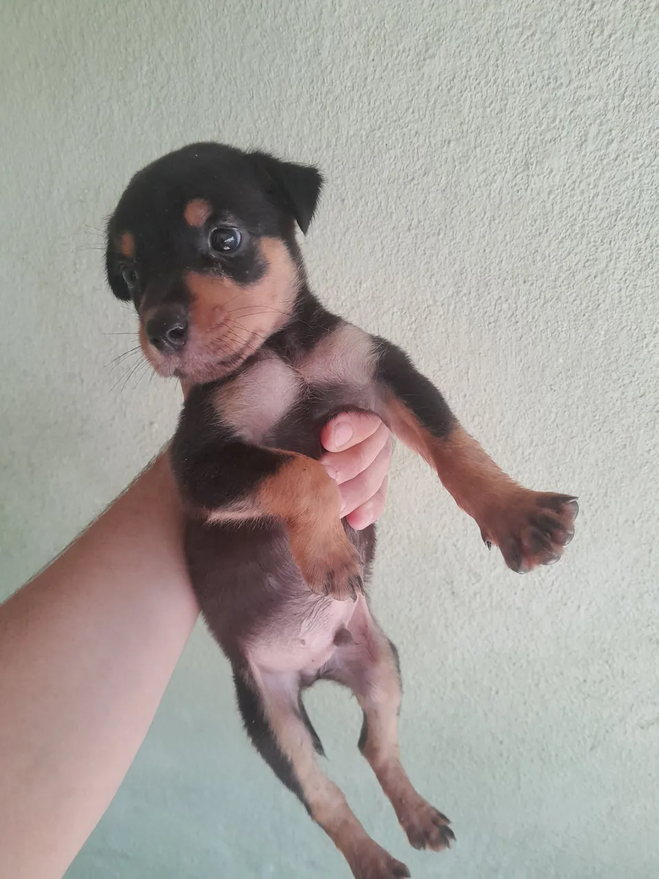 Filhote Rottweiler Macho - Pelagem Linda!