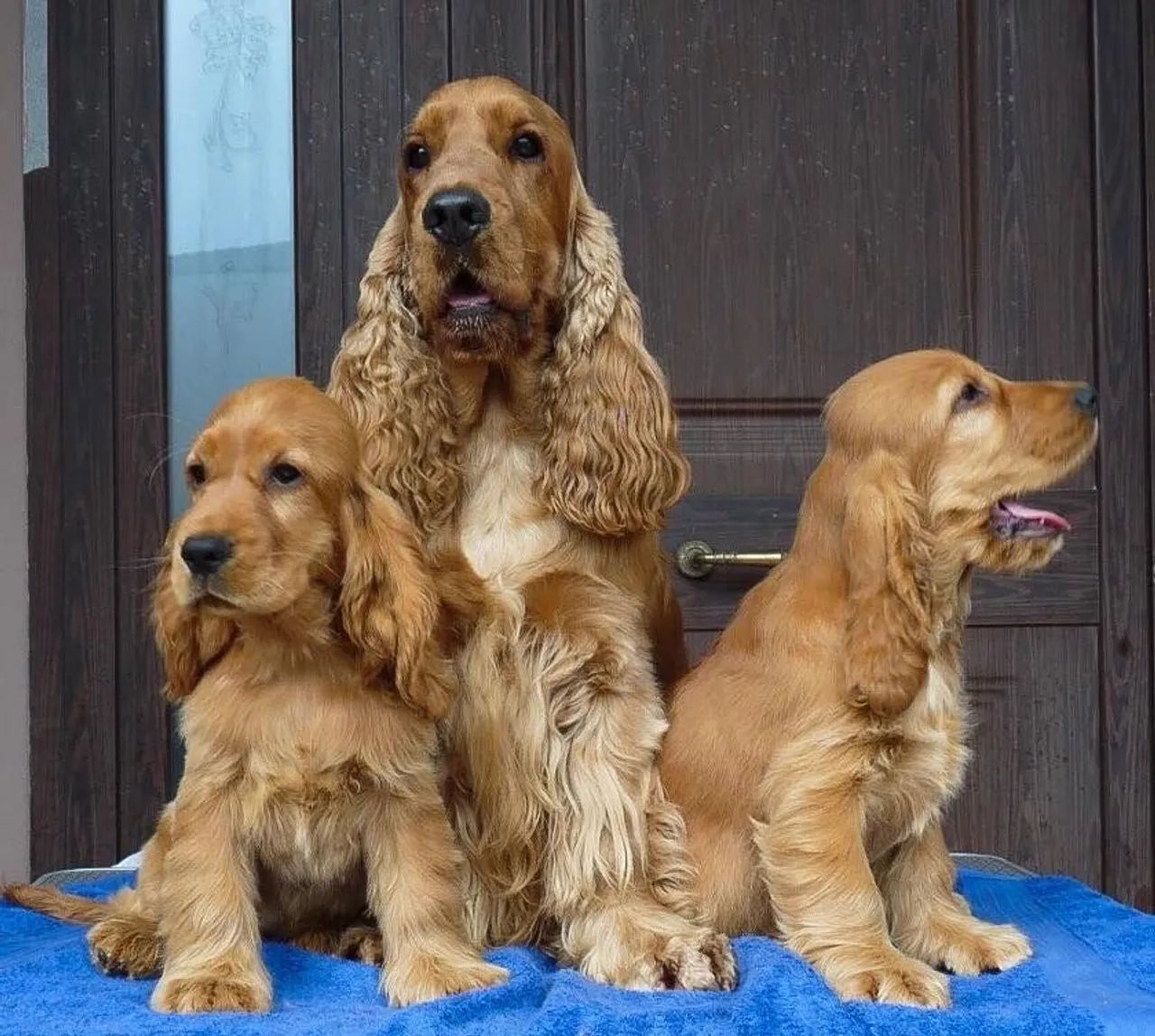 Cocker filhotes macho e fêmea 