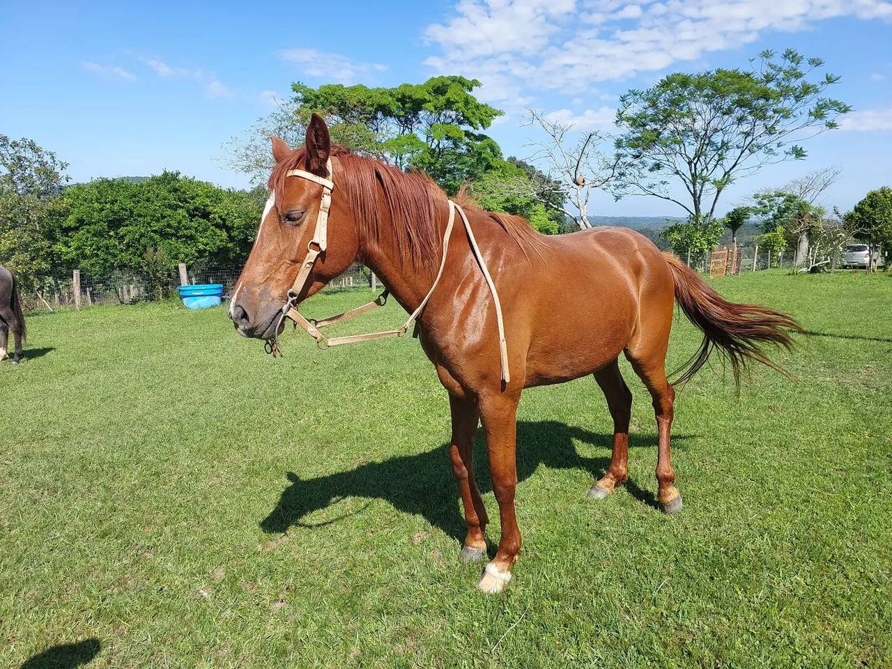 Potra Quarto de Milha - Foto 3