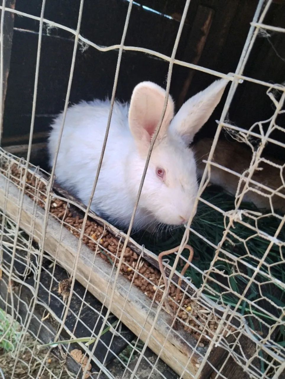 Rabbits64961617265666121