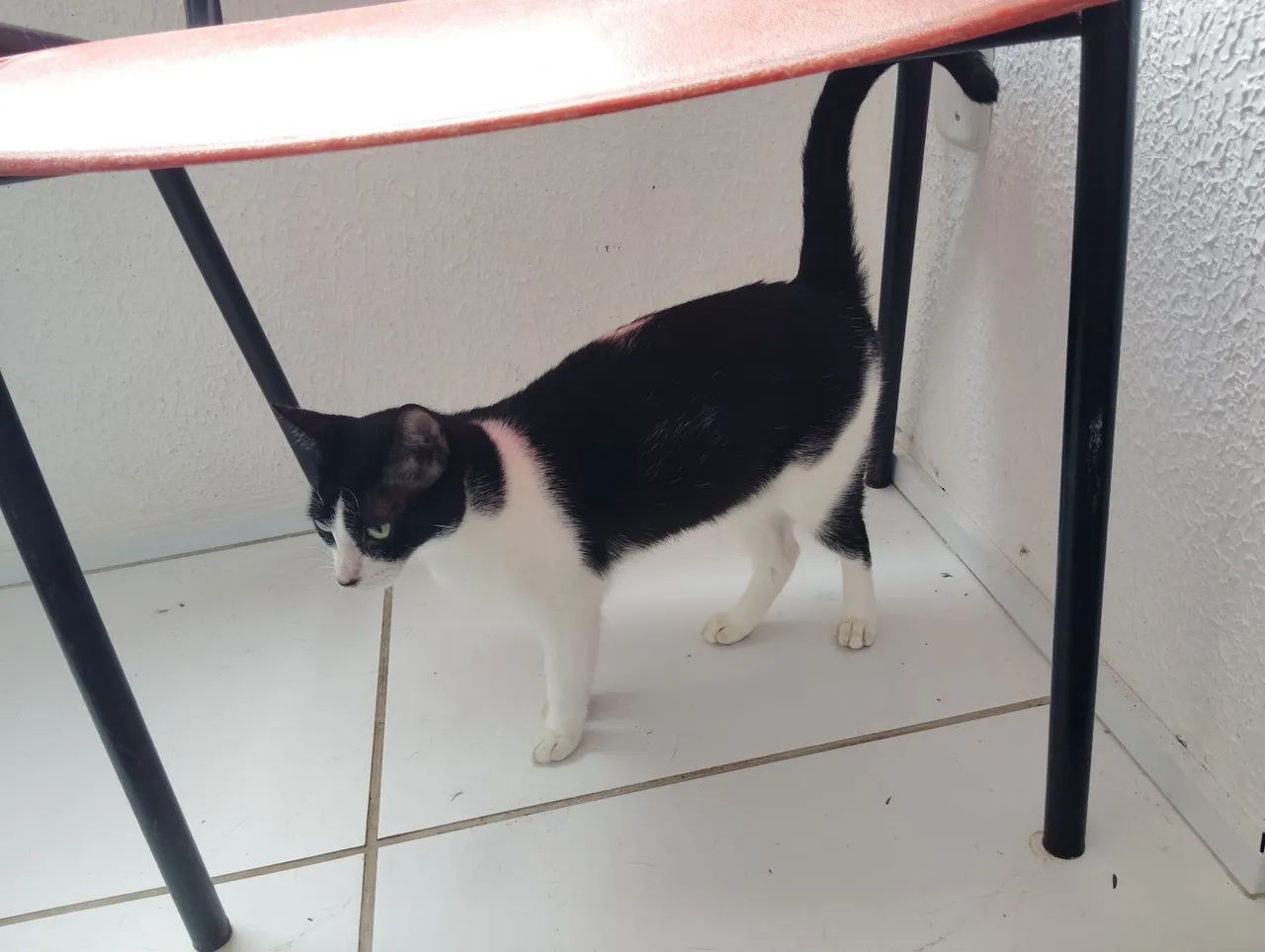 Gatas para adoção  - Foto 2