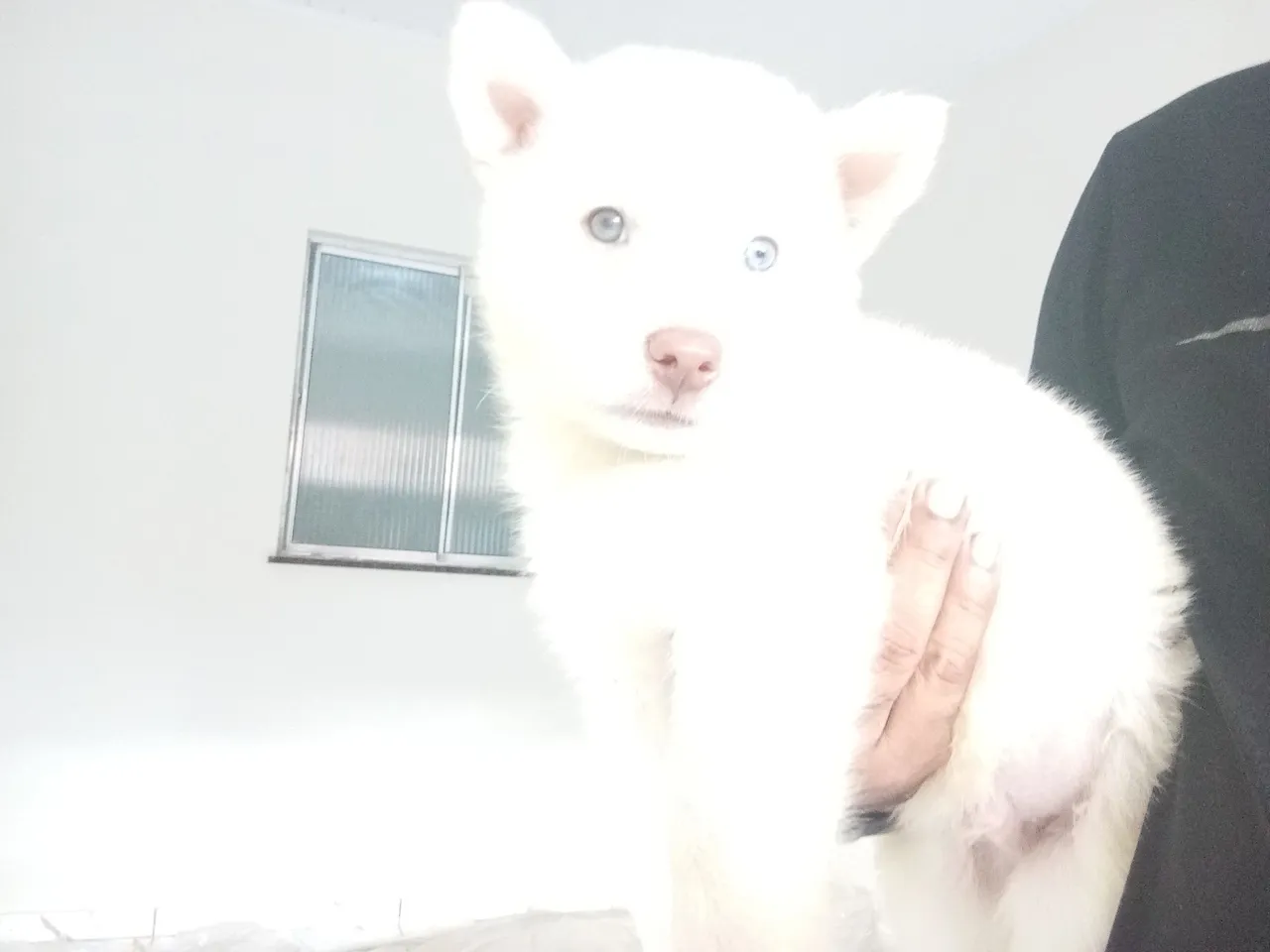 Filhotes de Husky Siberiano Branco com Olhos Azuis Pelagem Holly e Olhos Com Heterocromia!