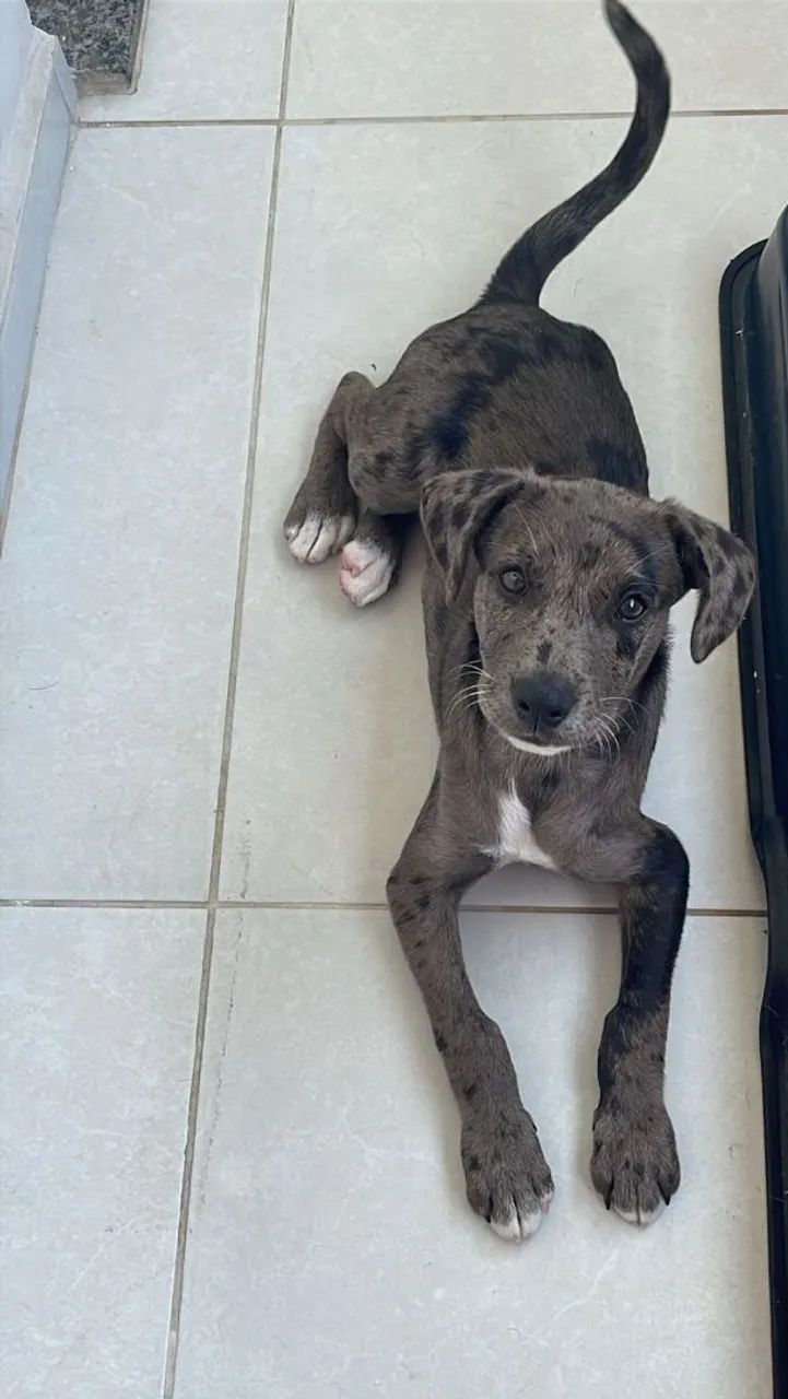 DOAÇÃO DOG ALEMÃO  - Foto 3