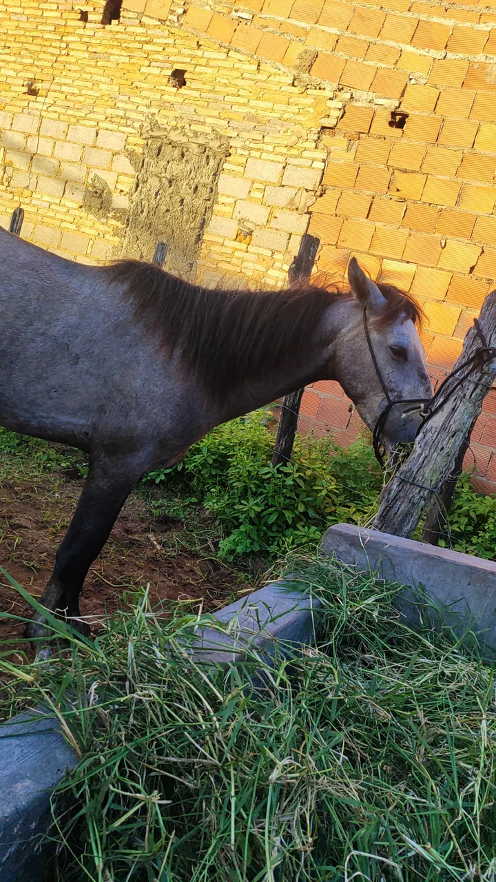 Cavalo novo pronto de campo