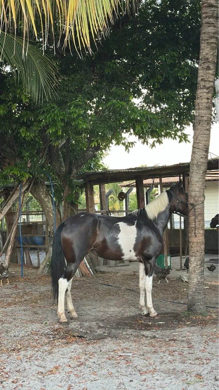 Égua Pampa Mangalarga Mestiça - Mansa, 4 anos - Aracaju