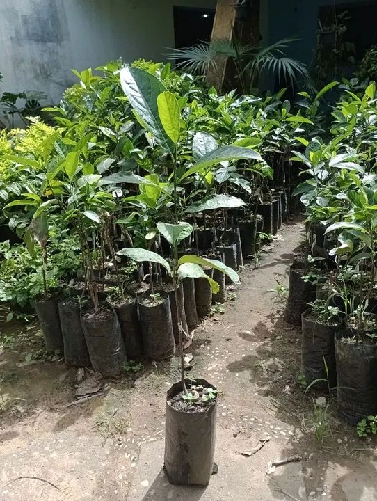 Mudas de Jaca enxertada - Pronta para Plantar