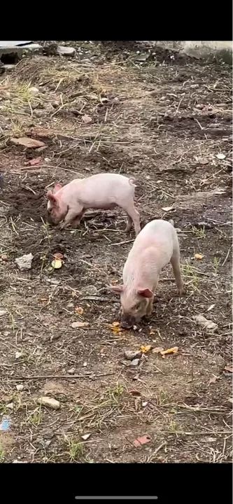 Casal de leitões para venda