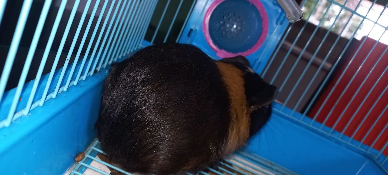 Porquinho da Índia - Preto e Marrom - Foto 3