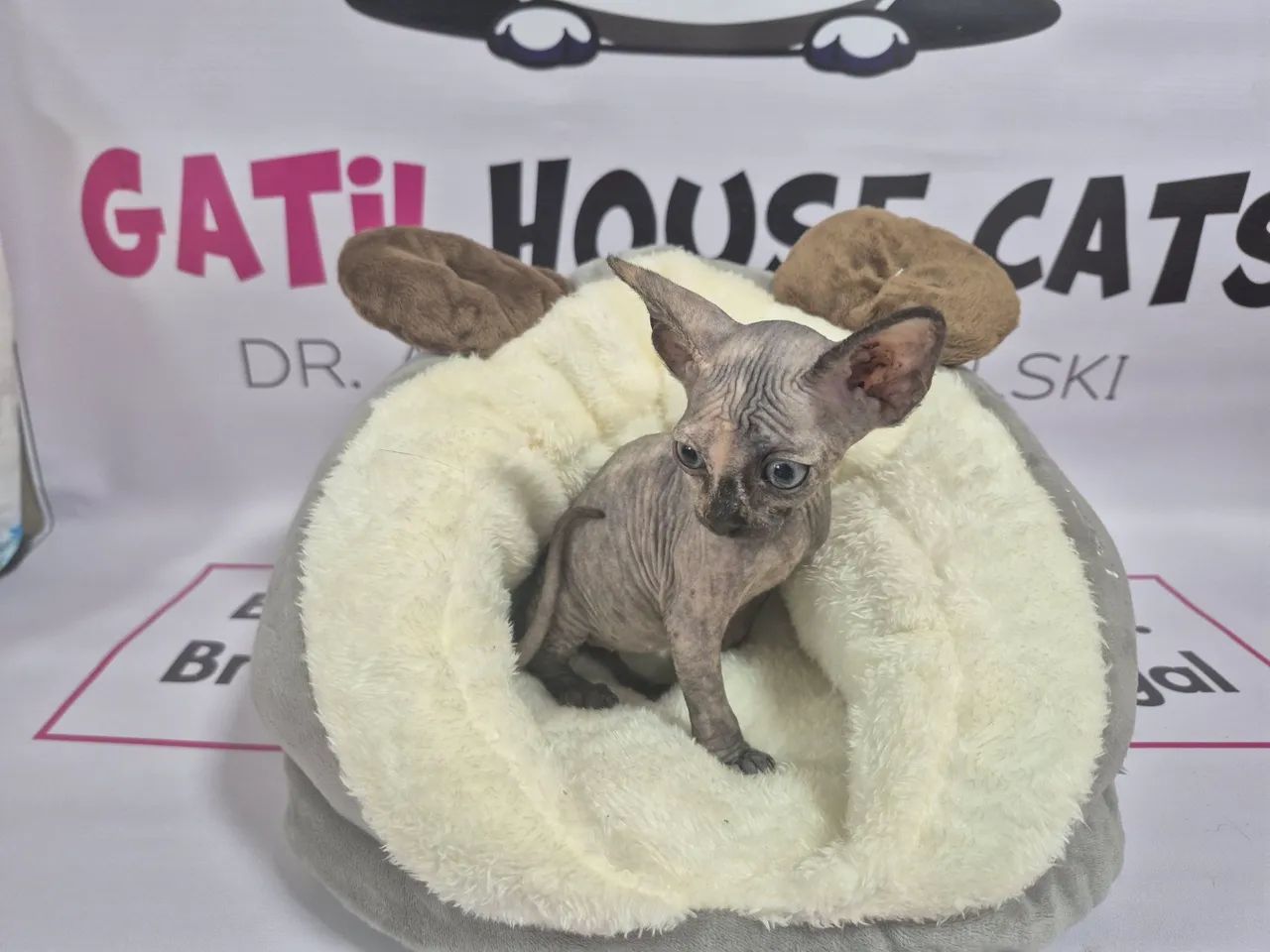 Gatinho Sphynx - Fêmea blue tortie - Foto 2
