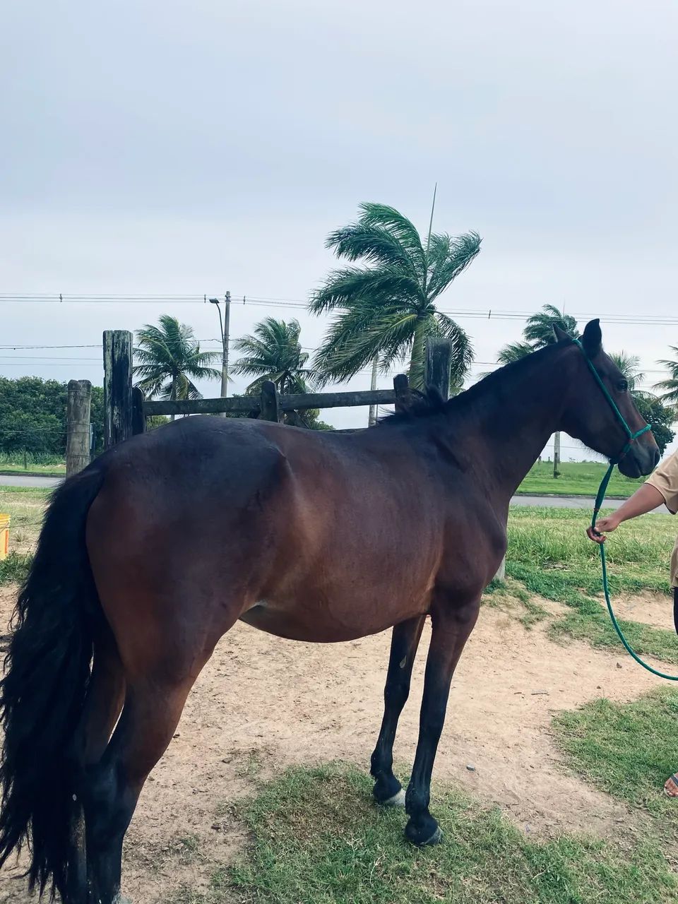 Égua mangalarga  - Foto 5