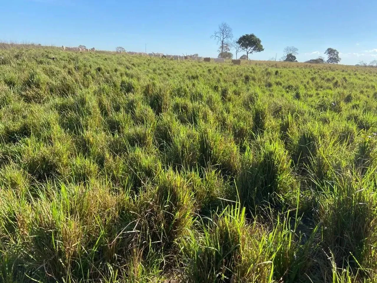 Fazenda a venda Município de GUIRATINGA