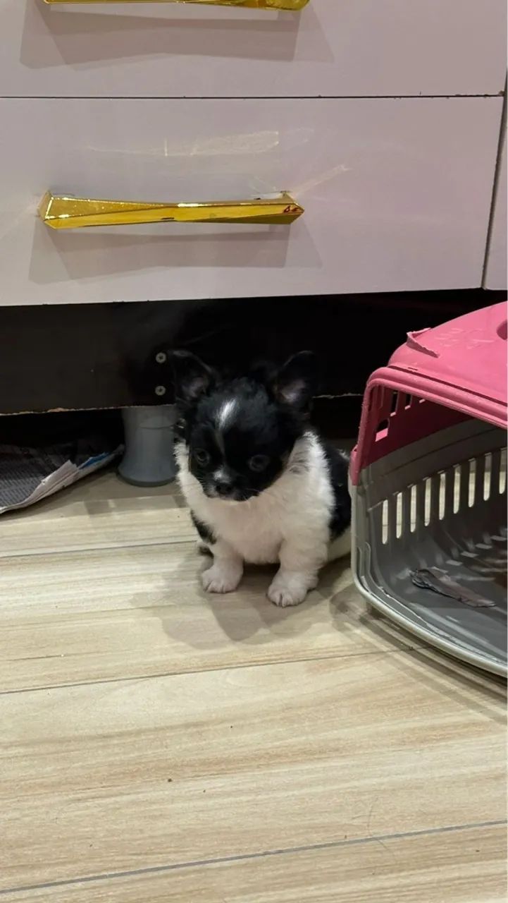 Chihuahua machinho pelo longo maravilhoso! - Foto 5