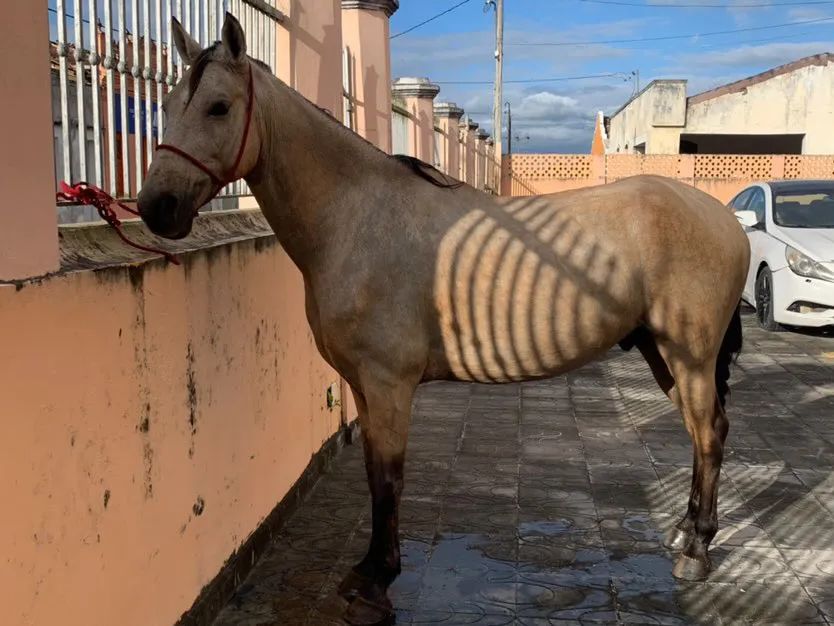 Cavalo Mangalarga Marchador/egua/potro - Foto 3