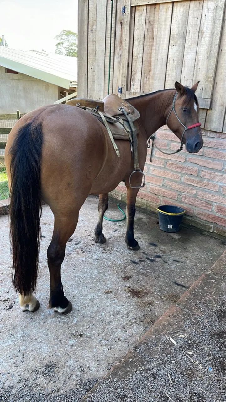 Gateada Professora, Craque! - Foto 2