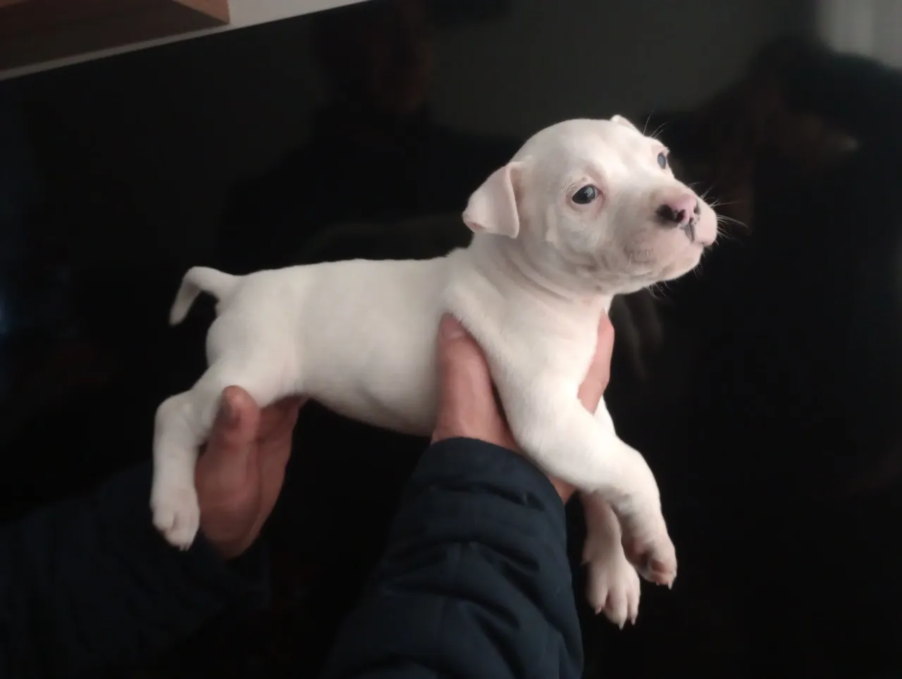 Filhote de Pitbull Branco - ótimo linhagem