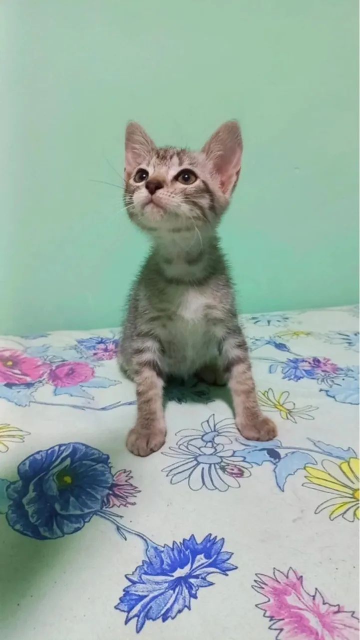 Gatinho adorável para adoção - Foto 3