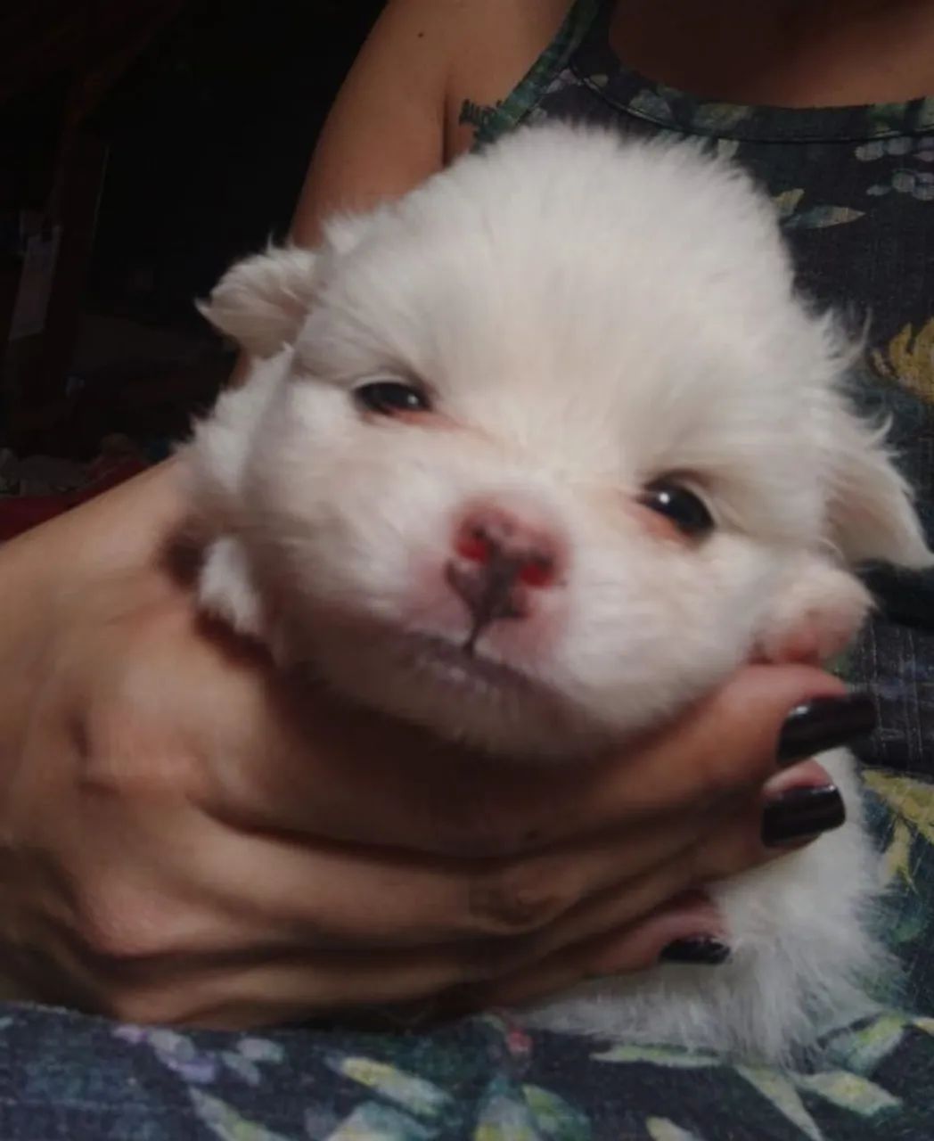 Filhote de lulu da Pomerânia/ Spitz  - Foto 5