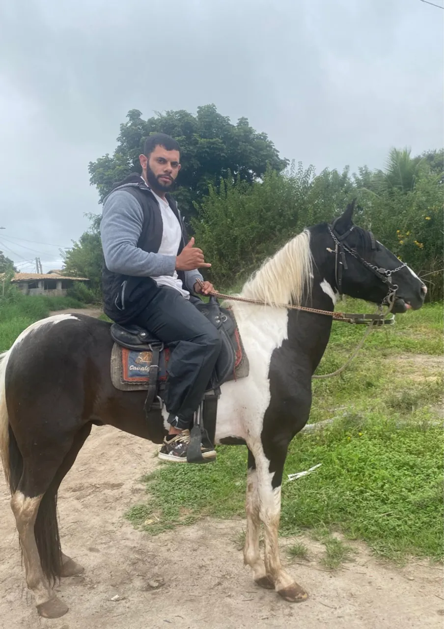 Cavalo Mangalarga marchador