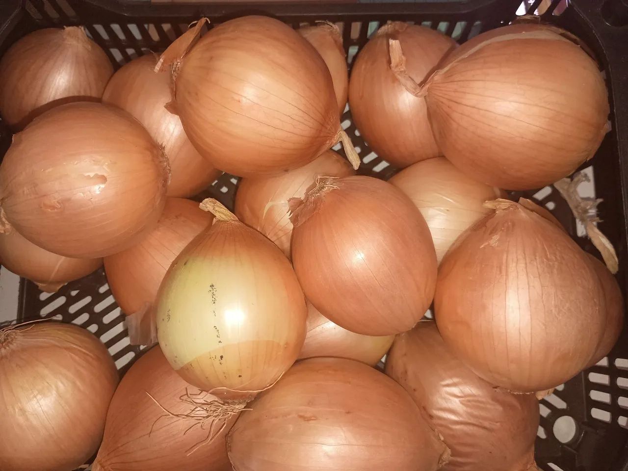 Cenoura/batata/pimentinha/Cebola HortFruit - Foto 5