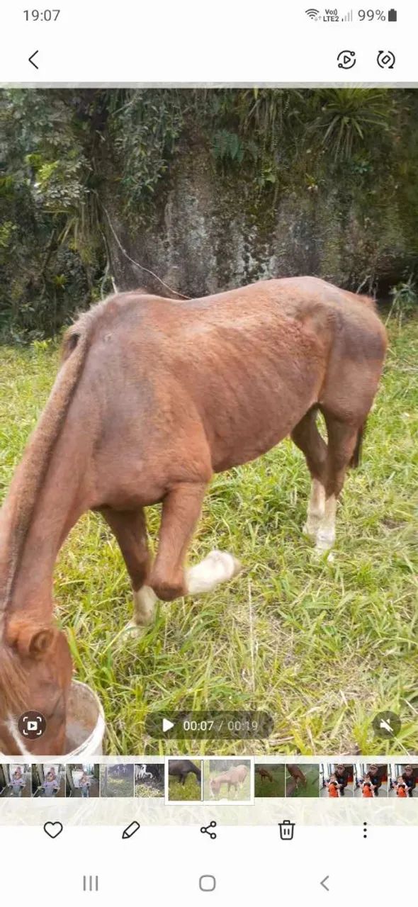 Cavalo criolo - Foto 5